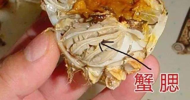 又到吃螃蟹的季节为什么死掉的螃蟹不能吃，你对螃蟹了解多少，这4个部位切记不能吃