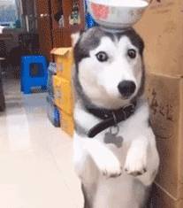 搞笑GIF：媳妇为什么死掉的螃蟹不能吃，你蒸的这锅黑螃蟹能吃吗？