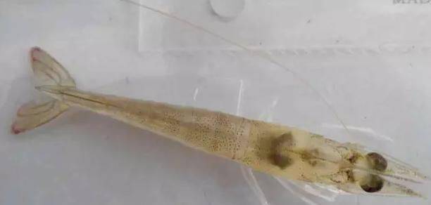 虾苗偷偷死掉为什么死掉的螃蟹不能吃，到底是谁的错