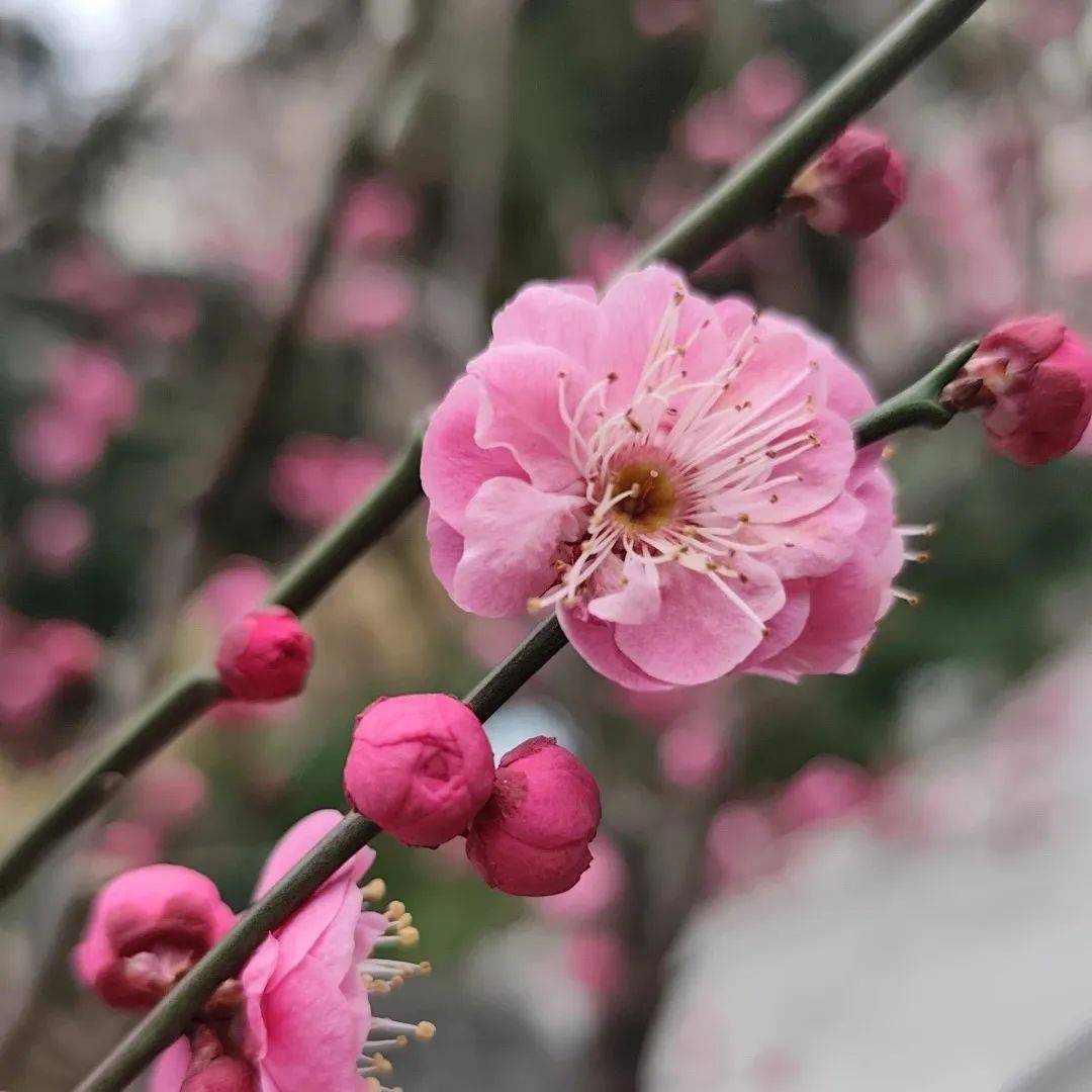 探徐汇｜春日<a href='https://www.aimai.cc/
' target='_blank'>好物推荐</a>！漫步衡复街区<a href='https://www.aimai.cc/
' target='_blank'>好物推荐</a>，一起寻春去