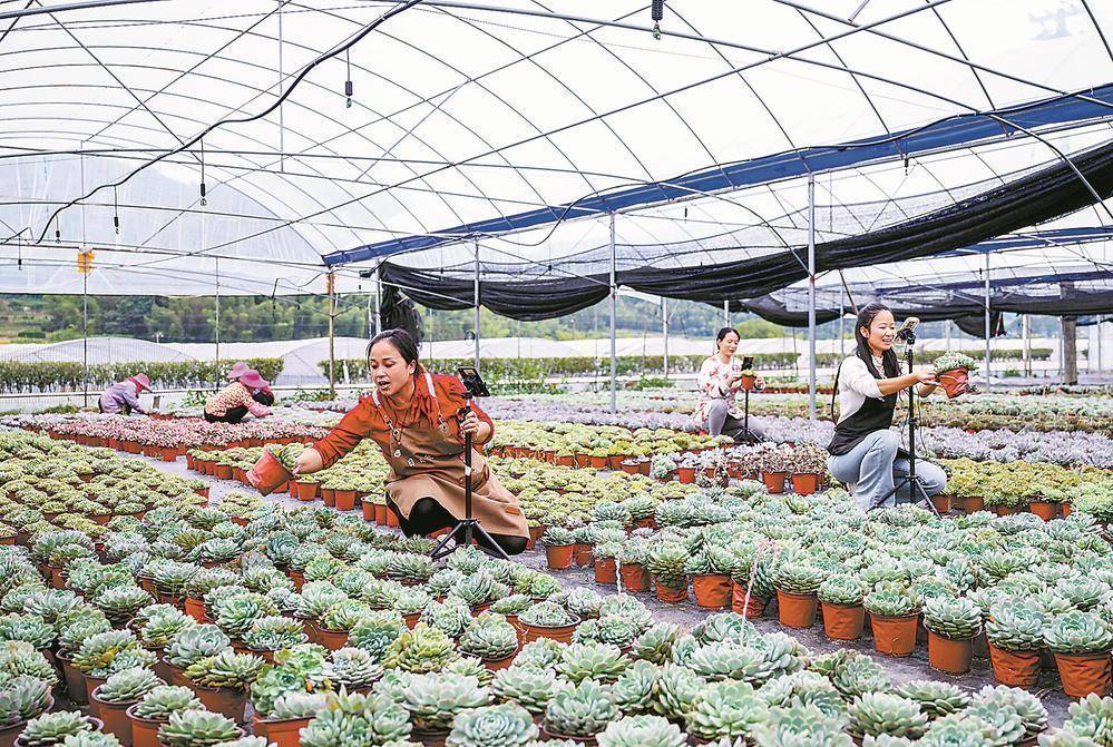 福建最大多肉产业园迎战“双11”